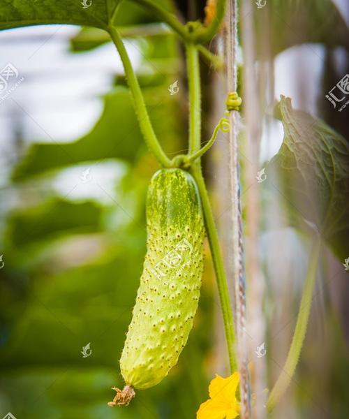 黄瓜是什么植物？它的起源和种植方法有哪些？