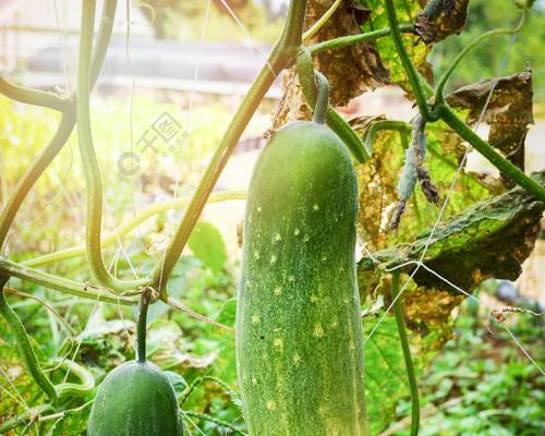 黄瓜是什么植物？它的起源和种植方法有哪些？