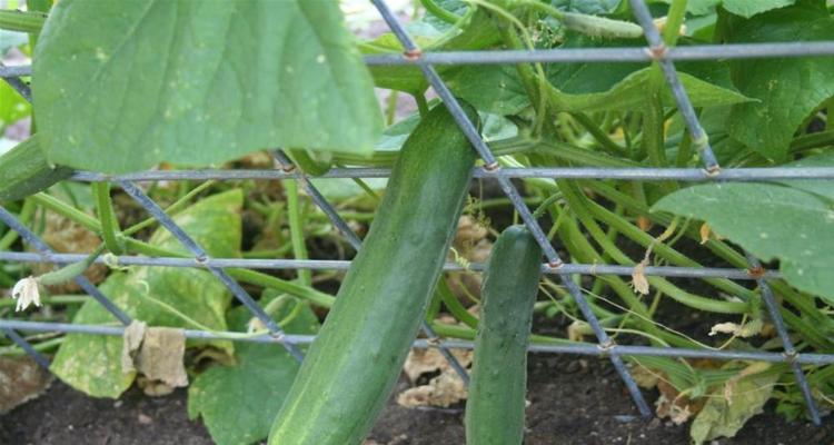 黄瓜属于双子叶植物吗？如何识别双子叶植物？