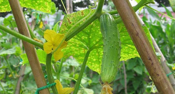 黄瓜适合什么土壤种植？如何选择最佳种植环境？