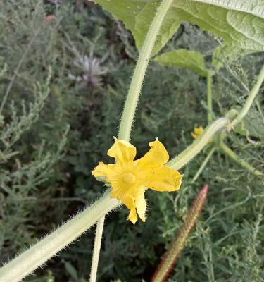 黄瓜喜欢阳光吗？种植黄瓜时阳光需求解析？