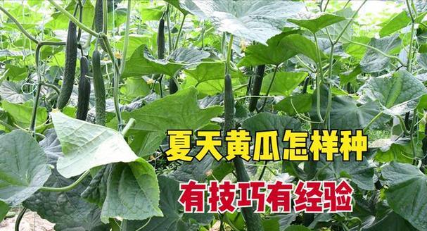 夏天种植黄瓜的条件是什么？需要注意哪些问题？