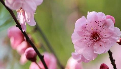 梅花的花语是什么？梅花代表了哪些美好寓意？