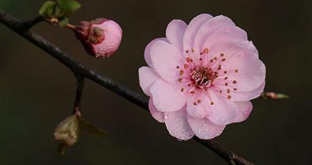 梅花的花语是什么？梅花象征着什么含义？