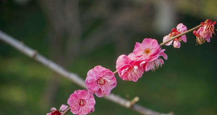 梅花的花语是什么？梅花象征着什么含义？