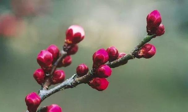 梅花有几种颜色？每种颜色的梅花寓意是什么？