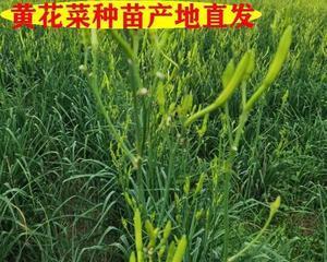 黄花菜的根能吃吗？食用黄花菜根的正确方法是什么？