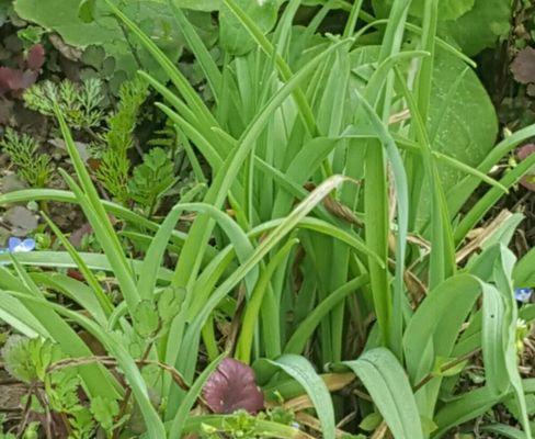 黄花菜冬天会冻死吗？如何在寒冷季节保护黄花菜？