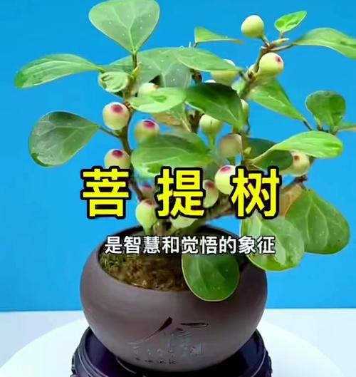 菩提开花的样子和含义是什么？