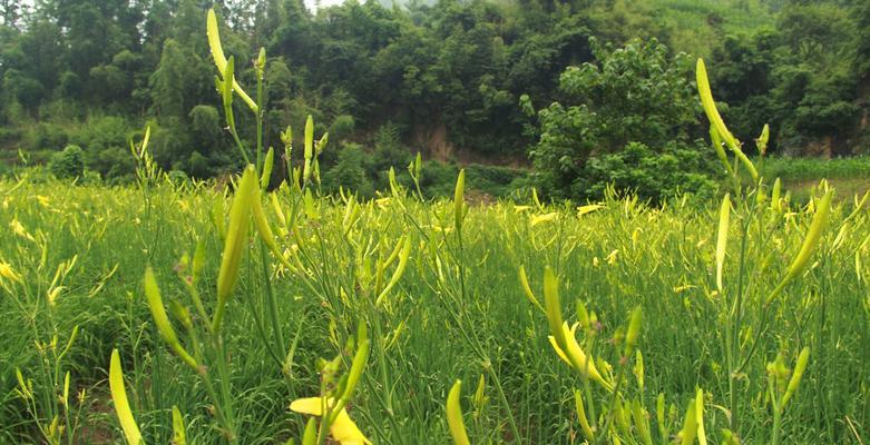 黄花菜是什么菜？它有哪些营养价值和食用方法？