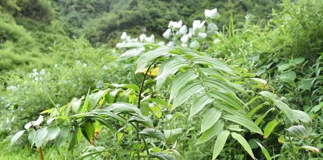 黄花菜喜阴还是喜阳？种植时的光照需求是什么？