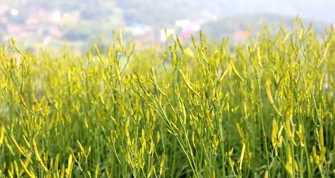 黄花菜长什么样子？如何辨别真假黄花菜？