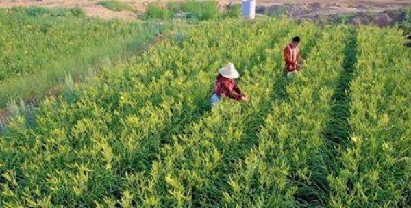 黄花菜什么时候种植最好？种植方法有哪些常见问题？