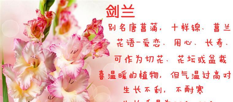 球菊的花语是什么？球菊寓意着什么含义？