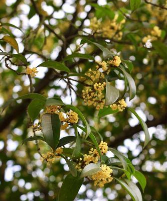 日照市花是桂花吗？桂花象征着什么意义？