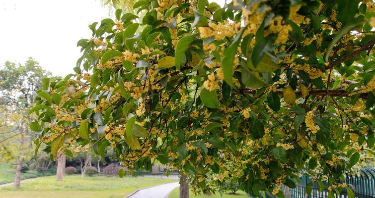 日照市花是桂花吗？桂花象征着什么意义？