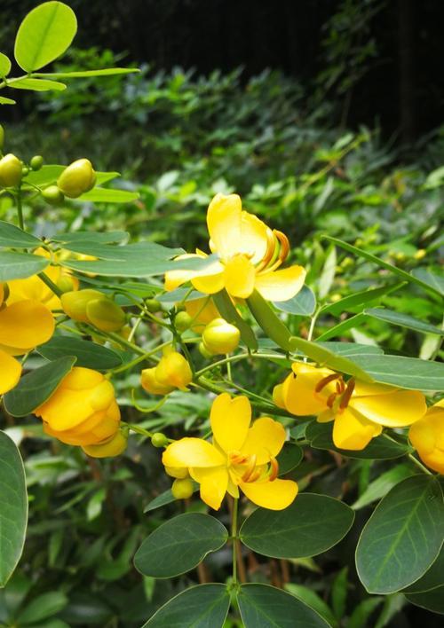 黄花槐开花时间是什么时候？几月份开放？