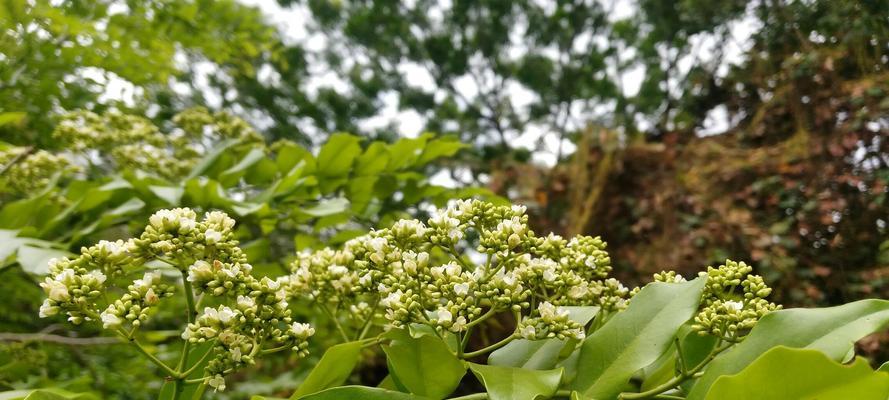 黄花梨种植条件是什么？需要什么样的气候要求？