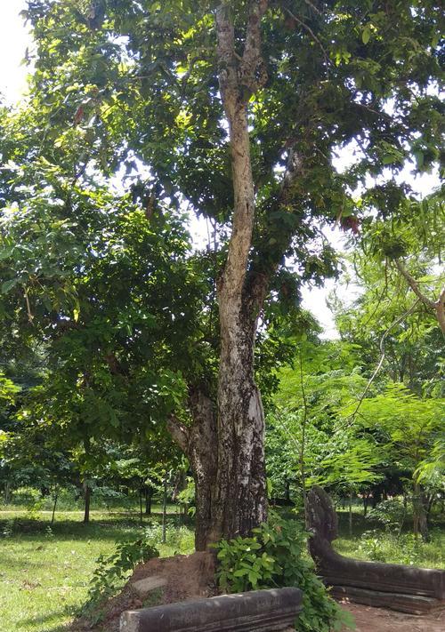 黄花梨种植条件是什么？需要什么样的气候要求？