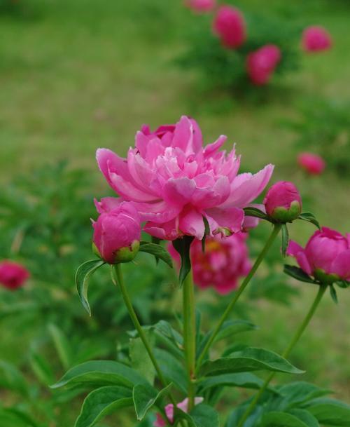 芍药花代表什么意思？如何解读芍药花的花语含义？