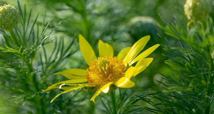 黄花一年开几次花？如何确保其开花频率？