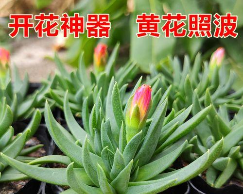 黄花一年开几次花？如何确保其开花频率？