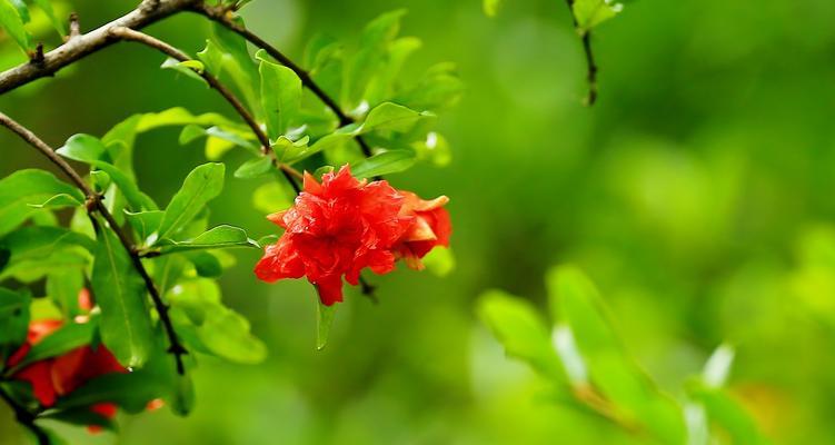 石榴花象征哪个生肖？石榴花与生肖的关联是什么？