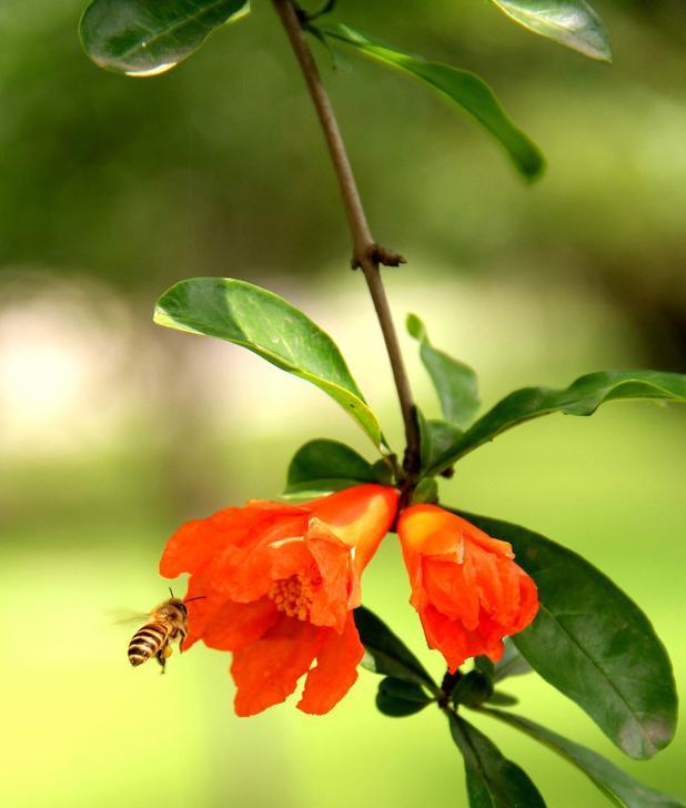 石榴花象征哪个生肖？石榴花与生肖的关联是什么？