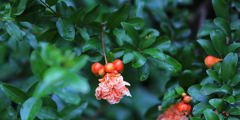 石榴花象征哪个生肖？石榴花与生肖的关联是什么？