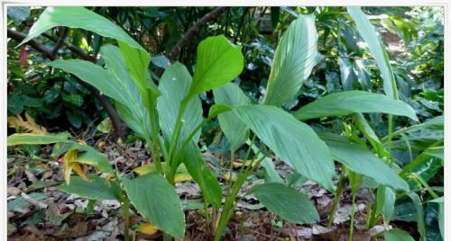 黄姜最佳种植季节是什么时候？春季还是秋季？