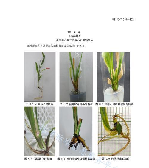 黄角兰扦插繁殖可行吗？详细方法图解是什么？