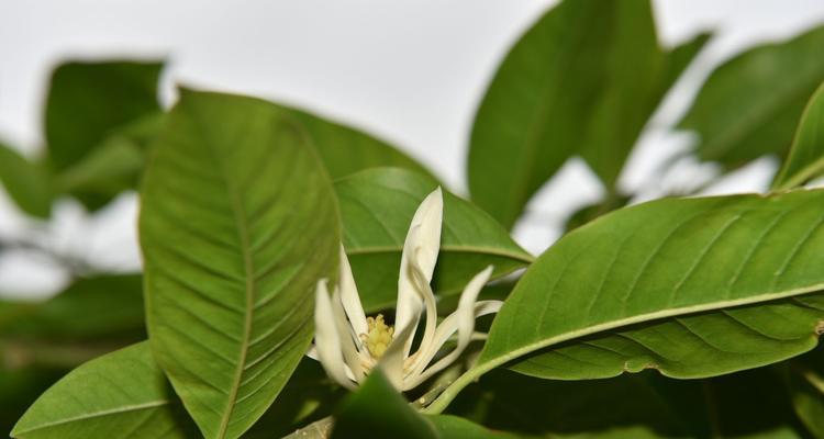 黄角兰通常在什么季节开花？开花时间是多久？