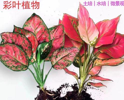 什么花象征成功？成功花语有哪些含义？