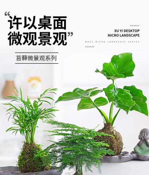 黄金草水培可行吗？水培种植方法与技巧是什么？