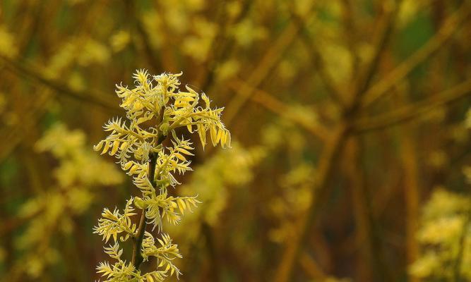 黄金槐开花吗？最佳观赏季节是什么时候？