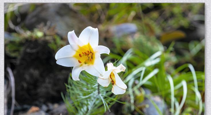 什么花象征孤傲清冷？如何选择代表孤傲清冷的花？