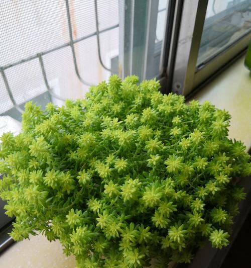 黄金万年草会开花吗？开花时是什么样的？