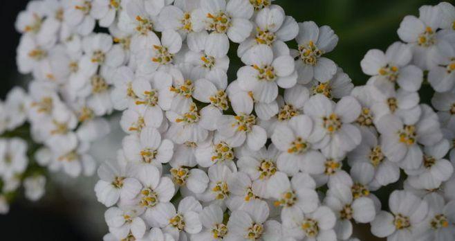 什么花象征虚心？虚心花的种类有哪些？