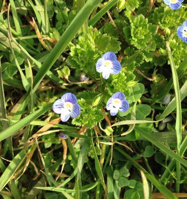 什么花象征虚心？虚心花的种类有哪些？