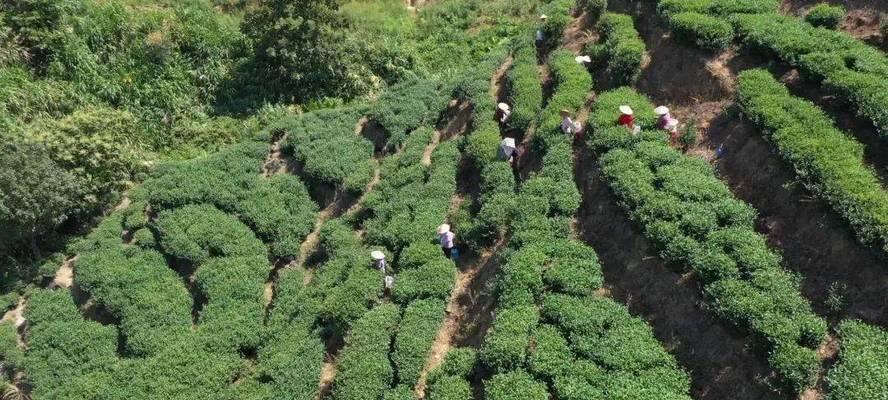 黄金芽什么时候采摘最佳？收获季节有哪些注意事项？