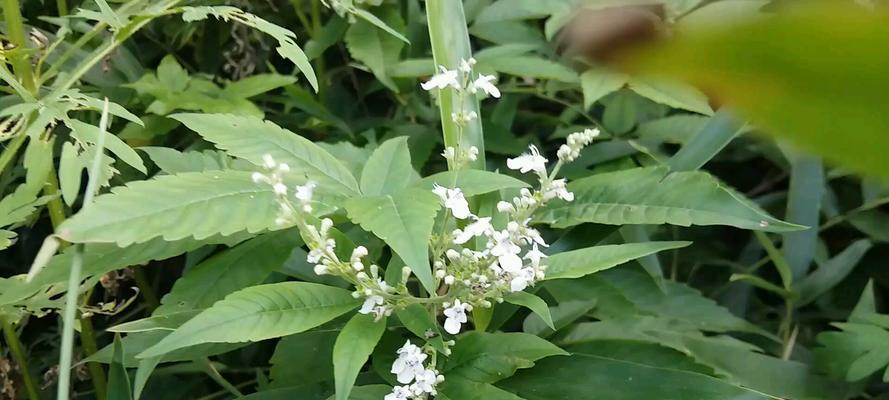 黄荆会开花吗？开的花是什么颜色的？