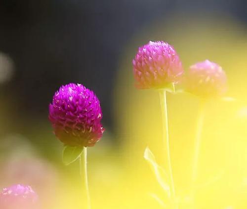 什么花代表爱而不得的花语？如何表达爱而不得的情感？