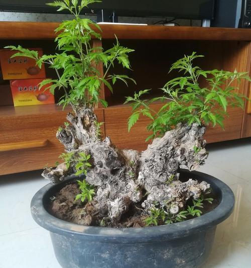 黄荆树能长多大？种植黄荆树需要注意什么？