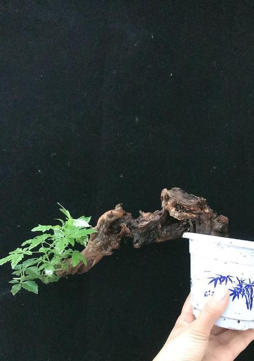 黄荆喜阴还是喜阳？如何正确养护黄荆植物？