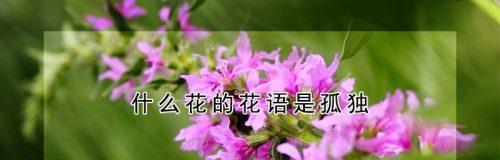 什么花代表表白？花语中表达爱意的花卉有哪些？