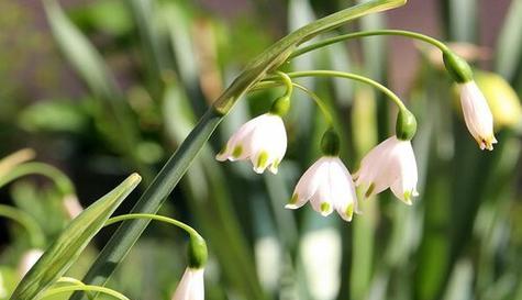 什么花代表冰冷的花语？这种花的含义是什么？