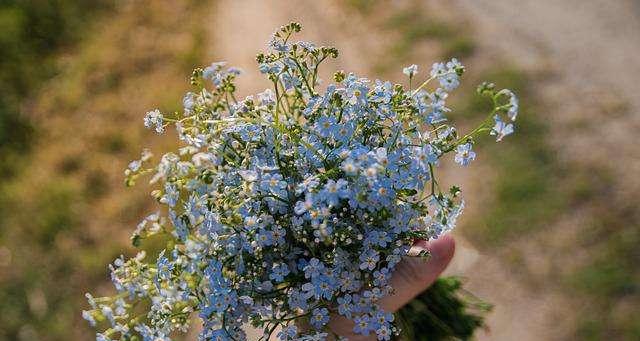 什么花代表不要忘记我？花语中有哪些花象征着永恒的记忆？