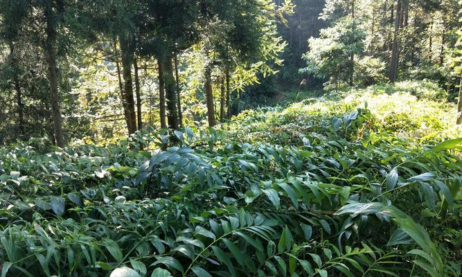 黄精室内种植可行吗？室内种植黄精的注意事项是什么？