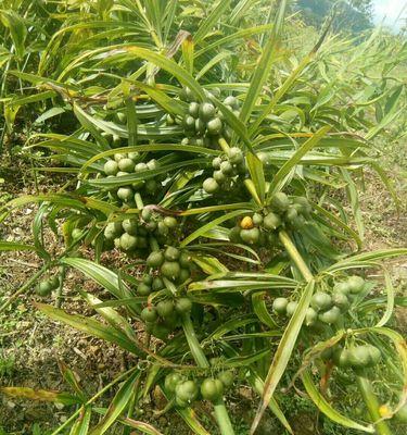 黄精室内种植可行吗？室内种植黄精的注意事项是什么？