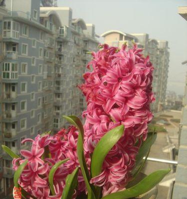 什么花代表初见的花语？初见之花有哪些？